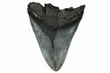 Fossil Megalodon Tooth - South Carolina #340295-1
